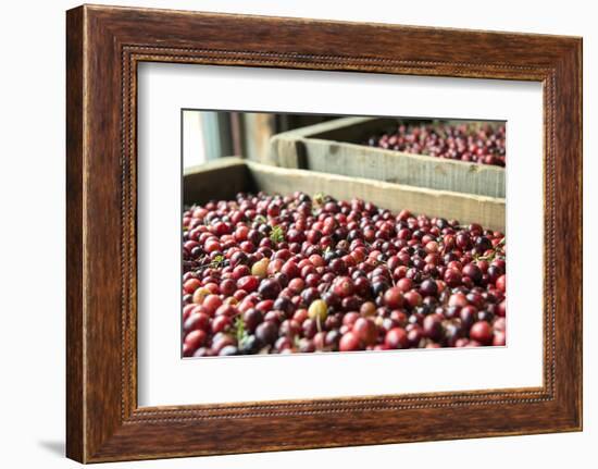 Massachusetts, Wareham, Cranberries-Jim Engelbrecht-Framed Photographic Print