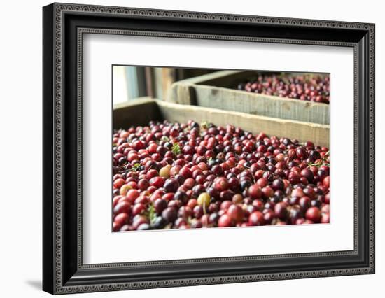 Massachusetts, Wareham, Cranberries-Jim Engelbrecht-Framed Photographic Print