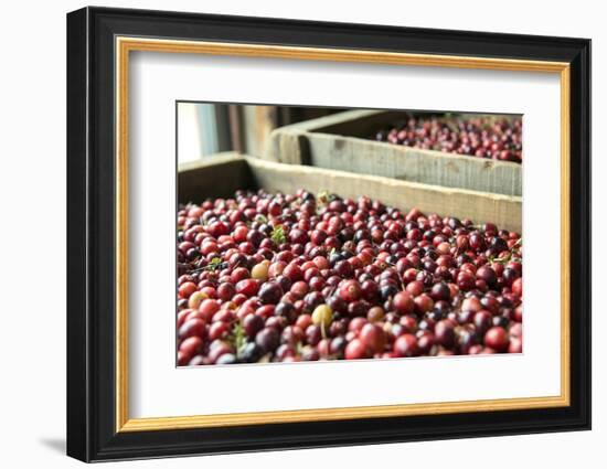 Massachusetts, Wareham, Cranberries-Jim Engelbrecht-Framed Photographic Print