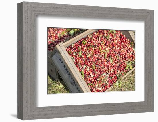 Massachusetts, Wareham, Cranberries-Jim Engelbrecht-Framed Photographic Print