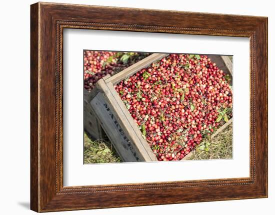 Massachusetts, Wareham, Cranberries-Jim Engelbrecht-Framed Photographic Print