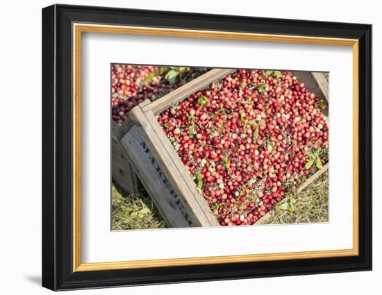 Massachusetts, Wareham, Cranberries-Jim Engelbrecht-Framed Photographic Print