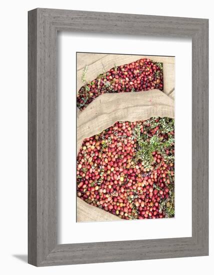 Massachusetts, Wareham, Cranberries-Jim Engelbrecht-Framed Photographic Print