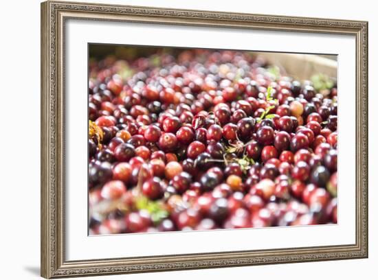 Massachusetts, Wareham, Cranberries-Lisa S. Engelbrecht-Framed Photographic Print