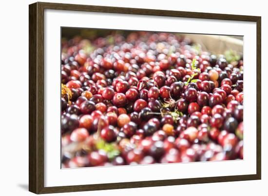 Massachusetts, Wareham, Cranberries-Lisa S. Engelbrecht-Framed Photographic Print