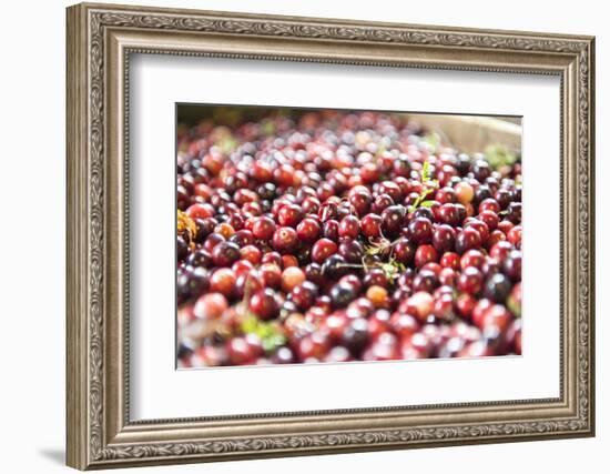 Massachusetts, Wareham, Cranberries-Lisa S. Engelbrecht-Framed Photographic Print