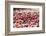 Massachusetts, Wareham, Cranberries-Lisa S. Engelbrecht-Framed Photographic Print