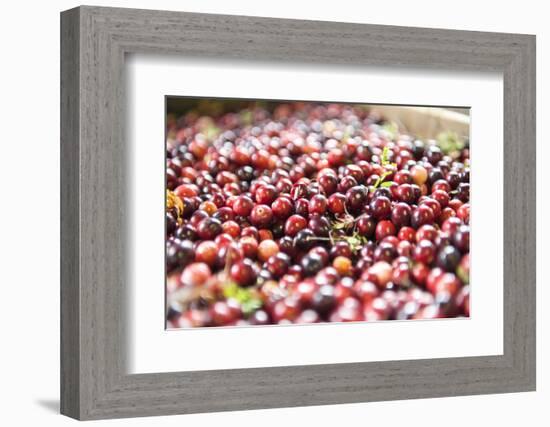 Massachusetts, Wareham, Cranberries-Lisa S. Engelbrecht-Framed Photographic Print