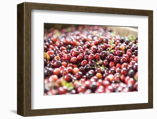 Massachusetts, Wareham, Cranberries-Lisa S. Engelbrecht-Framed Photographic Print