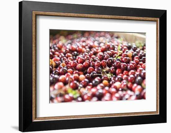 Massachusetts, Wareham, Cranberries-Lisa S. Engelbrecht-Framed Photographic Print