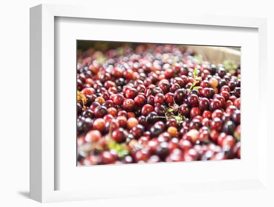 Massachusetts, Wareham, Cranberries-Lisa S. Engelbrecht-Framed Photographic Print
