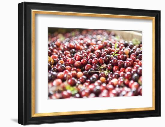 Massachusetts, Wareham, Cranberries-Lisa S. Engelbrecht-Framed Photographic Print