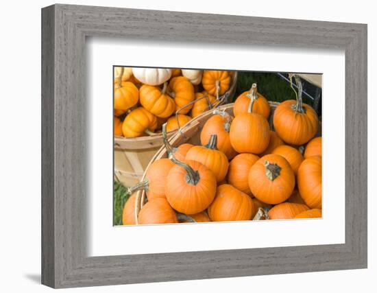 Massachusetts, Wareham, Pumpkins-Jim Engelbrecht-Framed Photographic Print