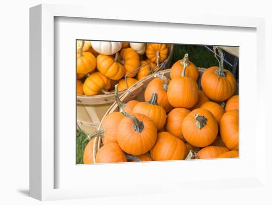 Massachusetts, Wareham, Pumpkins-Jim Engelbrecht-Framed Photographic Print