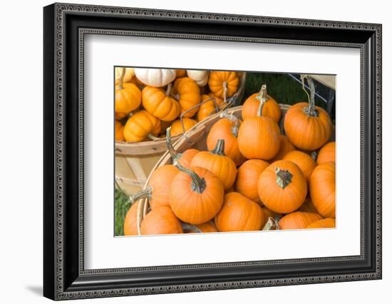 Massachusetts, Wareham, Pumpkins-Jim Engelbrecht-Framed Photographic Print