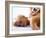 Massage-Mauro Fermariello-Framed Photographic Print