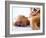 Massage-Mauro Fermariello-Framed Photographic Print