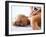 Massage-Mauro Fermariello-Framed Photographic Print