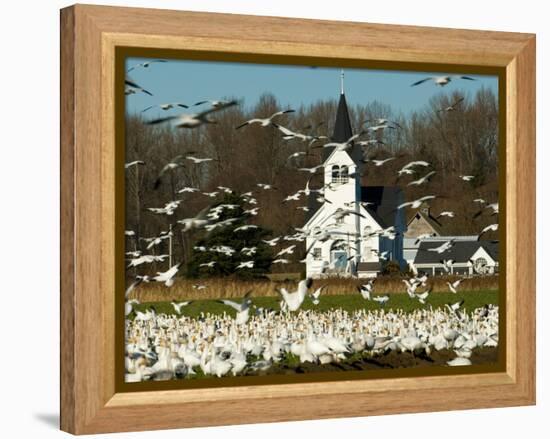 Masses of Snow Geese in Agricultural Fields of Skagit Valley, Washington, USA-Trish Drury-Framed Premier Image Canvas