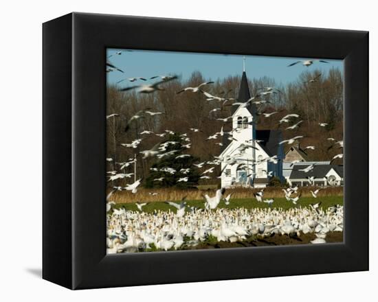 Masses of Snow Geese in Agricultural Fields of Skagit Valley, Washington, USA-Trish Drury-Framed Premier Image Canvas