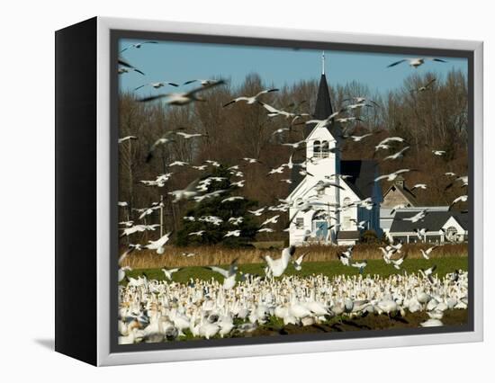 Masses of Snow Geese in Agricultural Fields of Skagit Valley, Washington, USA-Trish Drury-Framed Premier Image Canvas