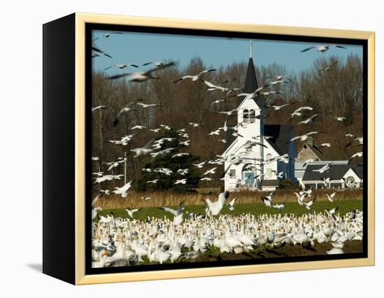 Masses of Snow Geese in Agricultural Fields of Skagit Valley, Washington, USA-Trish Drury-Framed Premier Image Canvas