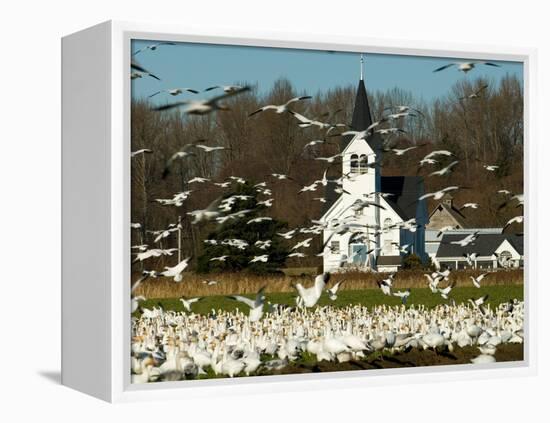 Masses of Snow Geese in Agricultural Fields of Skagit Valley, Washington, USA-Trish Drury-Framed Premier Image Canvas