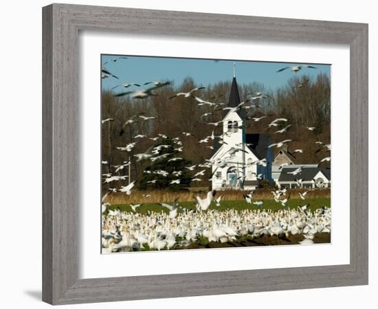 Masses of Snow Geese in Agricultural Fields of Skagit Valley, Washington, USA-Trish Drury-Framed Photographic Print