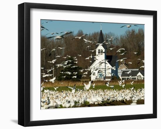 Masses of Snow Geese in Agricultural Fields of Skagit Valley, Washington, USA-Trish Drury-Framed Photographic Print