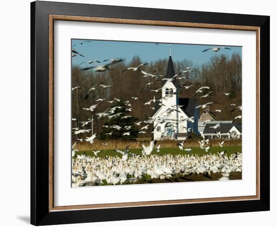 Masses of Snow Geese in Agricultural Fields of Skagit Valley, Washington, USA-Trish Drury-Framed Photographic Print