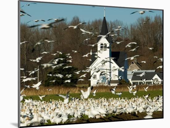 Masses of Snow Geese in Agricultural Fields of Skagit Valley, Washington, USA-Trish Drury-Mounted Photographic Print