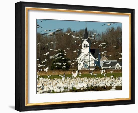 Masses of Snow Geese in Agricultural Fields of Skagit Valley, Washington, USA-Trish Drury-Framed Photographic Print