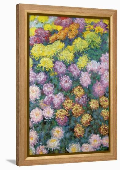 Massif De Chrysanthemes, 1897-Claude Monet-Framed Premier Image Canvas