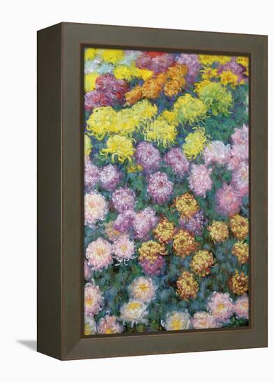 Massif De Chrysanthemes, 1897-Claude Monet-Framed Premier Image Canvas