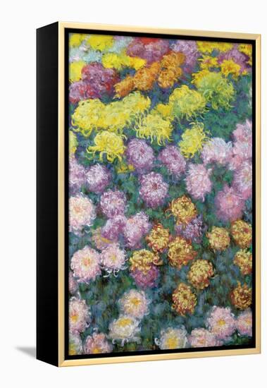 Massif De Chrysanthemes, 1897-Claude Monet-Framed Premier Image Canvas