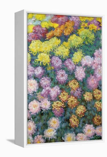 Massif De Chrysanthemes, 1897-Claude Monet-Framed Premier Image Canvas