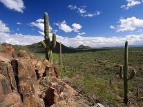 Landscape, Saguaro National Park, Arizona, USA-Massimo Borchi-Photographic Print