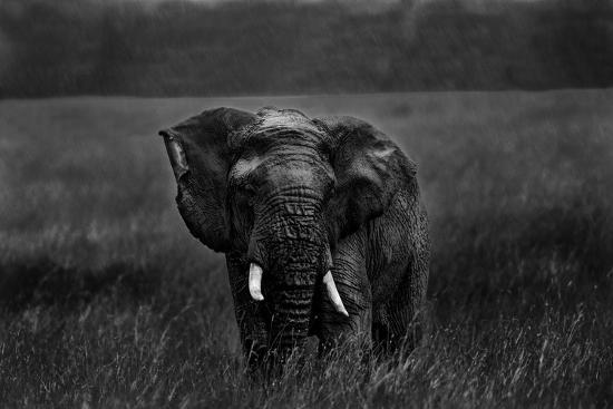 Photographic Print, , large