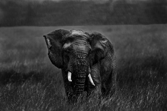 Photographic Print, , large