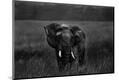 Photographic Print