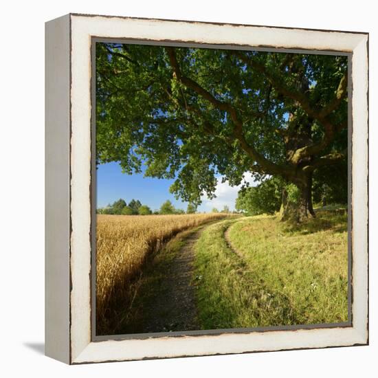 Massive Old Oak in the Field Edge, WŸnschendorf, Thuringia, Germany-Andreas Vitting-Framed Premier Image Canvas