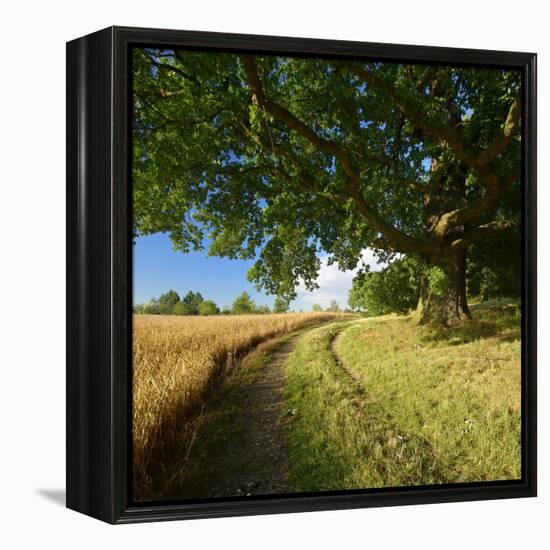 Massive Old Oak in the Field Edge, WŸnschendorf, Thuringia, Germany-Andreas Vitting-Framed Premier Image Canvas