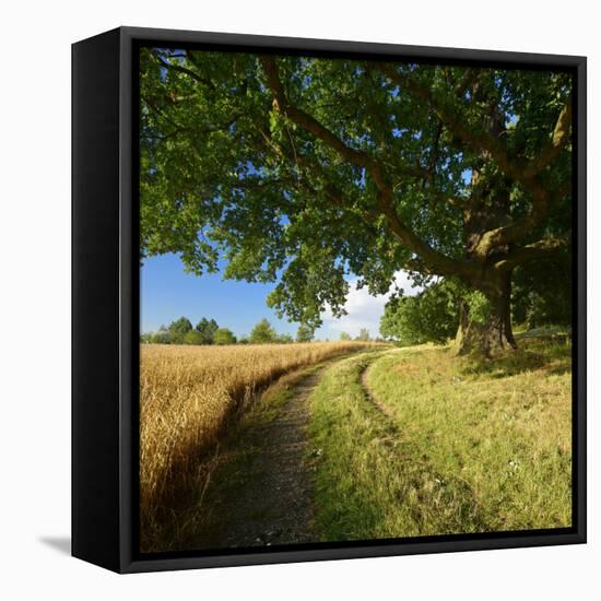 Massive Old Oak in the Field Edge, WŸnschendorf, Thuringia, Germany-Andreas Vitting-Framed Premier Image Canvas