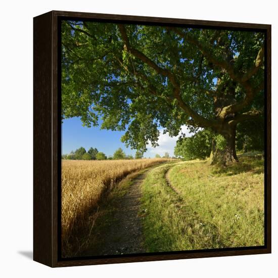 Massive Old Oak in the Field Edge, WŸnschendorf, Thuringia, Germany-Andreas Vitting-Framed Premier Image Canvas