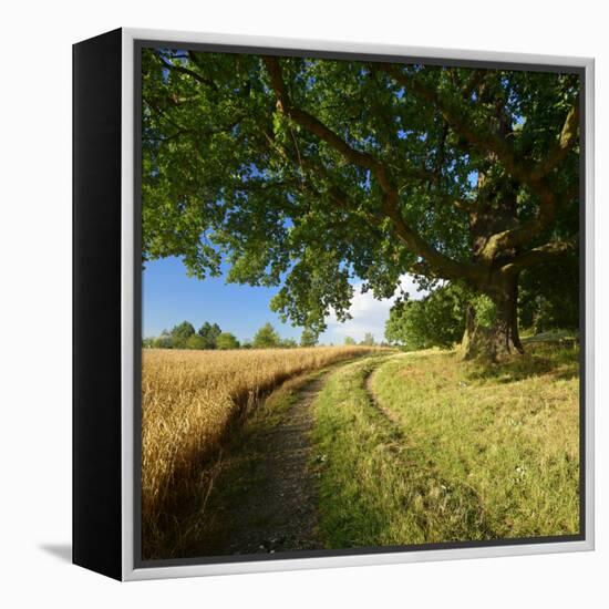 Massive Old Oak in the Field Edge, WŸnschendorf, Thuringia, Germany-Andreas Vitting-Framed Premier Image Canvas