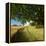 Massive Old Oak in the Field Edge, WŸnschendorf, Thuringia, Germany-Andreas Vitting-Framed Premier Image Canvas