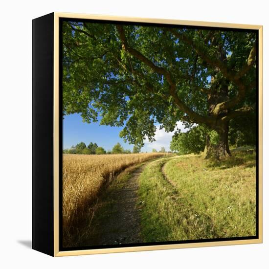 Massive Old Oak in the Field Edge, WŸnschendorf, Thuringia, Germany-Andreas Vitting-Framed Premier Image Canvas