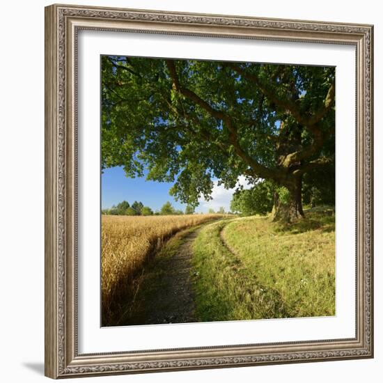 Massive Old Oak in the Field Edge, WŸnschendorf, Thuringia, Germany-Andreas Vitting-Framed Photographic Print