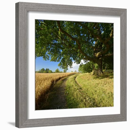 Massive Old Oak in the Field Edge, WŸnschendorf, Thuringia, Germany-Andreas Vitting-Framed Photographic Print