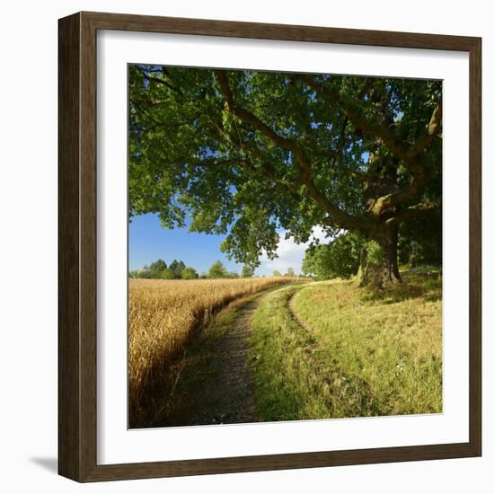 Massive Old Oak in the Field Edge, WŸnschendorf, Thuringia, Germany-Andreas Vitting-Framed Photographic Print